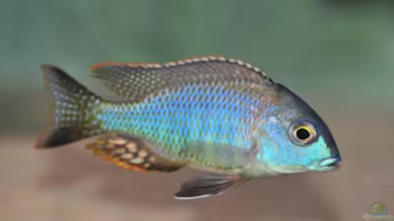 Besatz im Aquarium Becken 1023 von Lars Schnabel (38)