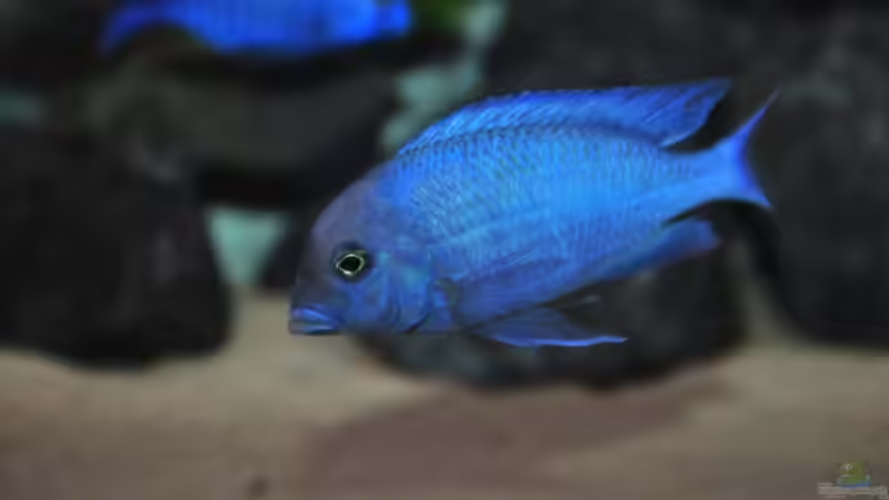 Besatz im Aquarium Becken 1023 von Lars Schnabel (39)