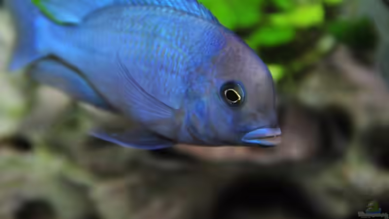 Besatz im Aquarium Becken 1023 von Lars Schnabel (40)