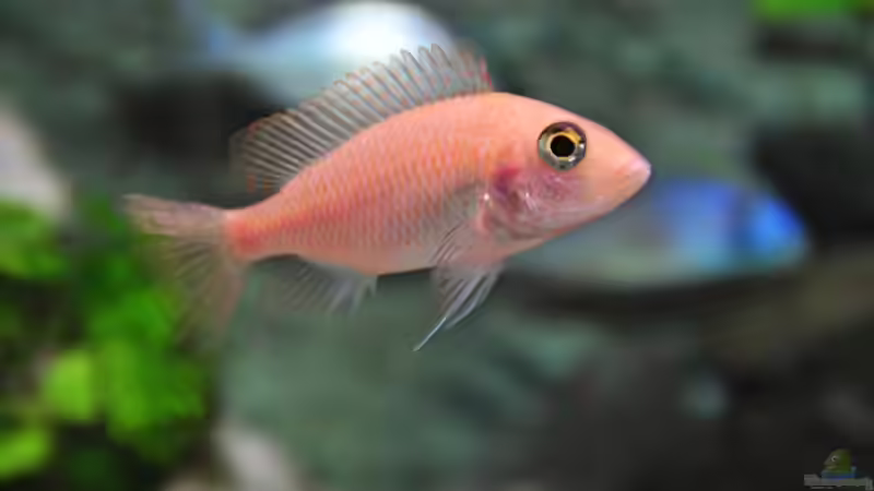 Besatz im Aquarium Becken 1023 von Lars Schnabel (41)