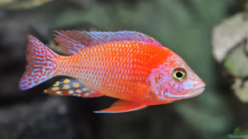 Besatz im Aquarium Becken 1023 von Lars Schnabel (42)