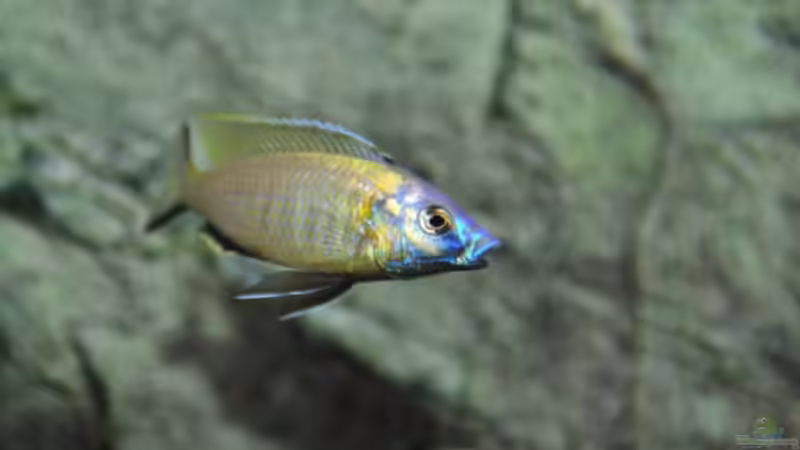 Besatz im Aquarium Becken 1023 von Lars Schnabel (44)