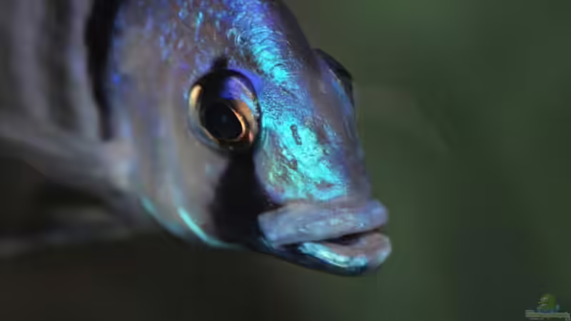 Besatz im Aquarium Becken 1023 von Lars Schnabel (45)