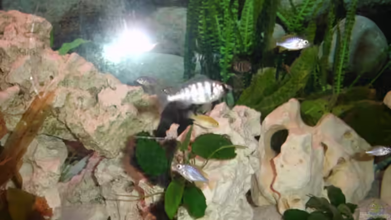 Besatz im Aquarium Becken 10244 von Thomas Winterholler (5)