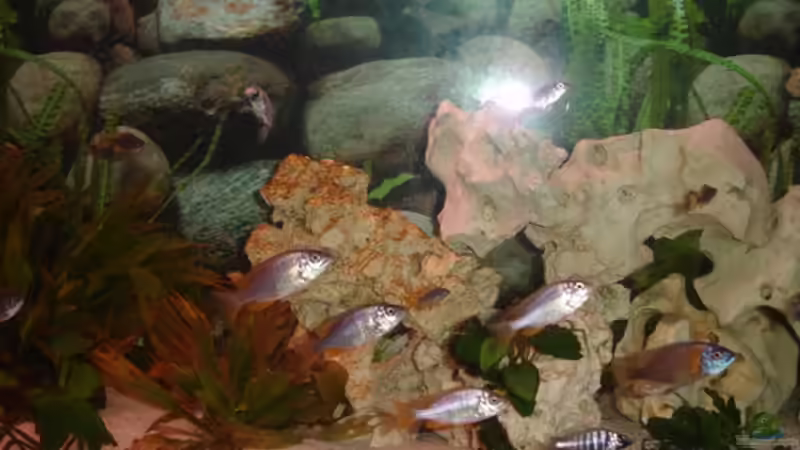 Besatz im Aquarium Becken 10244 von Thomas Winterholler (7)