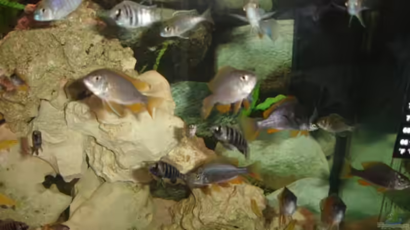 Besatz im Aquarium Becken 10244 von Thomas Winterholler (9)