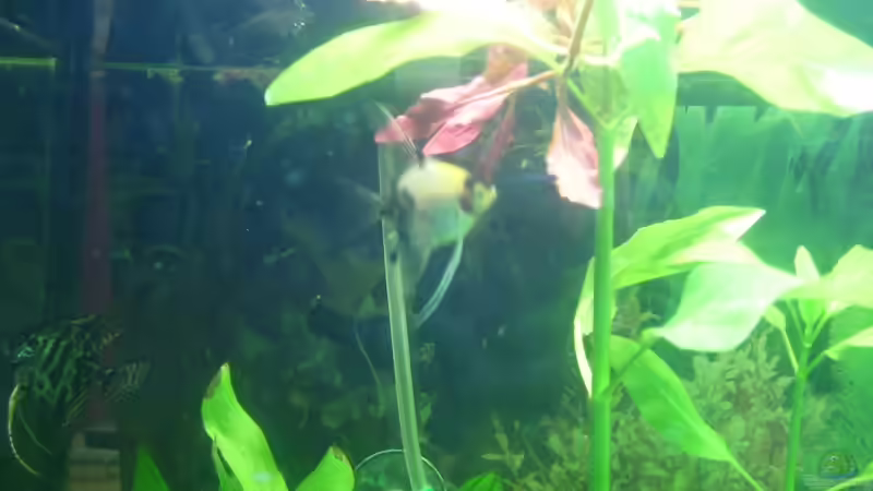 Besatz im Aquarium Becken 10256 von Kerstin Fahn (10)