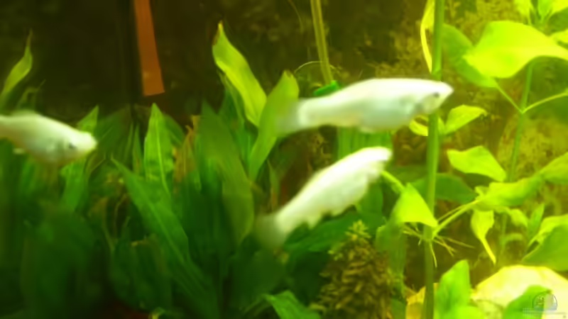 Besatz im Aquarium Becken 10256 von Kerstin Fahn (11)