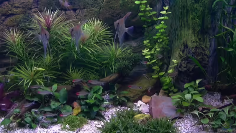 Besatz im Aquarium Becken 10281 von Dirk72 (13)