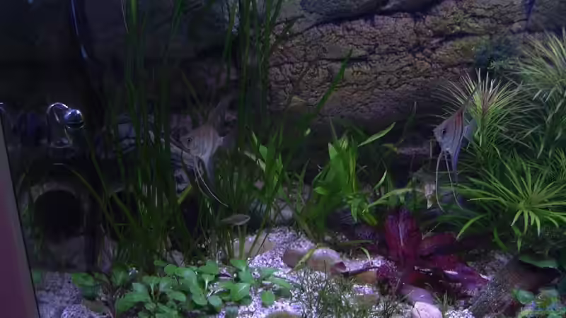 Besatz im Aquarium Becken 10281 von Dirk72 (14)