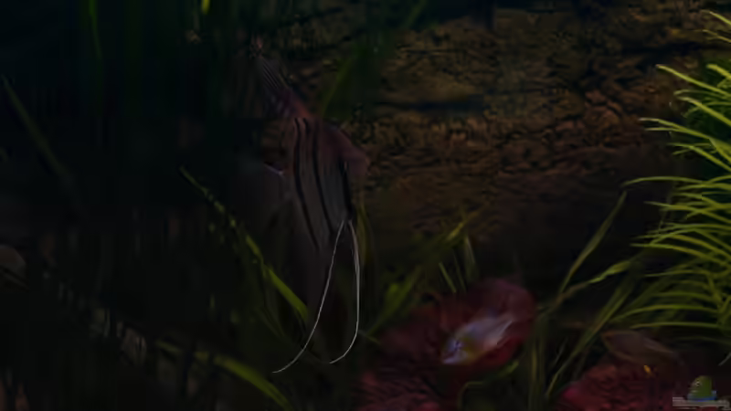 Besatz im Aquarium Becken 10281 von Dirk72 (15)