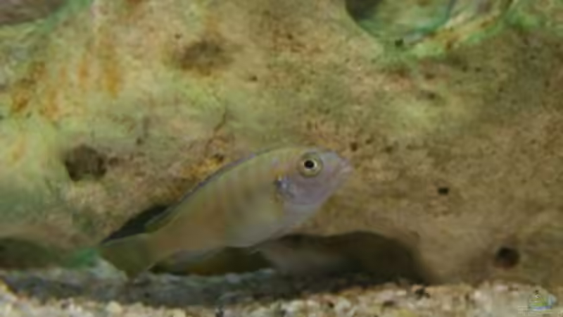 Besatz im Aquarium Becken 10286 von Svenja (2)