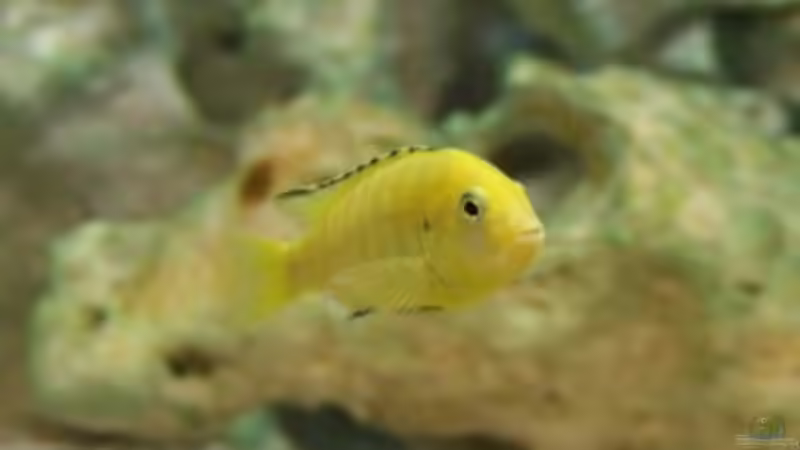 Besatz im Aquarium Becken 10286 von Svenja (4)