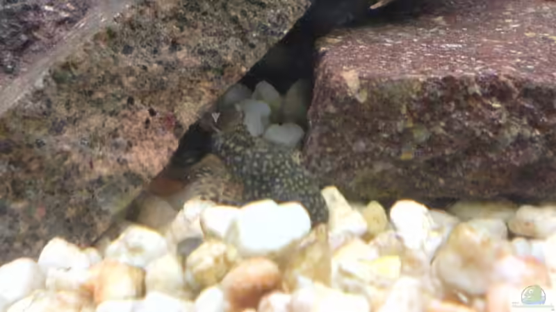 Besatz im Aquarium Becken 10290 von Oli (18)