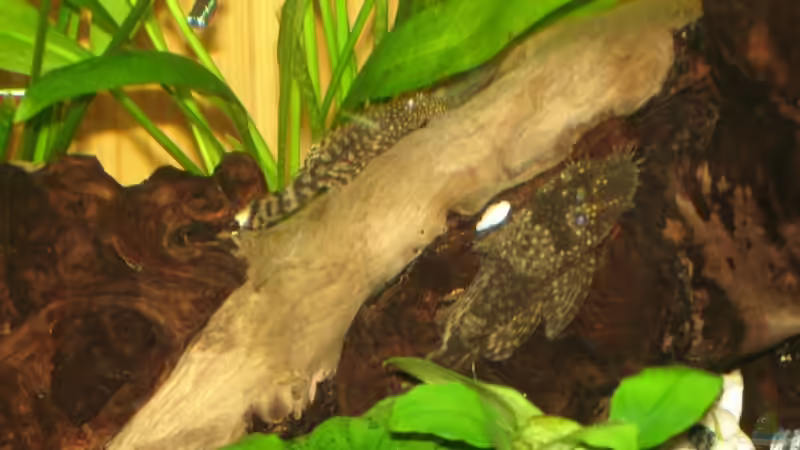 Besatz im Aquarium Becken 10300 von Maverrick (9)