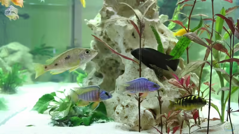 Besatz im Aquarium Becken 10326 von Axel Dworak (13)