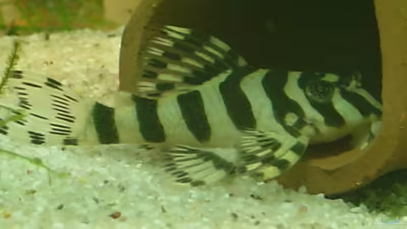 Besatz im Aquarium Becken 10343 von MichaelS (10)