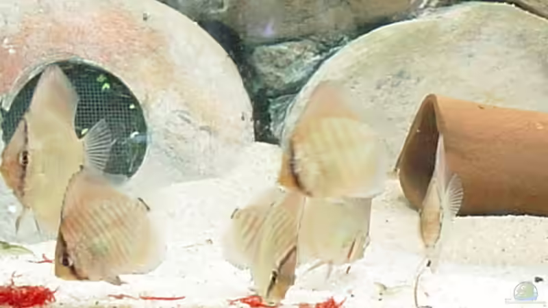 Besatz im Aquarium Becken 10343 von MichaelS (7)