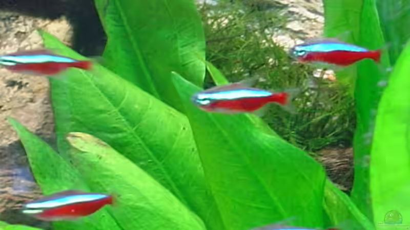 Besatz im Aquarium Becken 10343 von MichaelS (9)