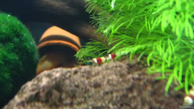 Besatz im Aquarium Becken 10350 von Sascha Gerber (12)