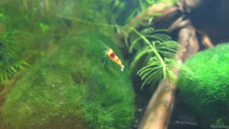 Besatz im Aquarium Becken 10350 von Sascha Gerber (13)