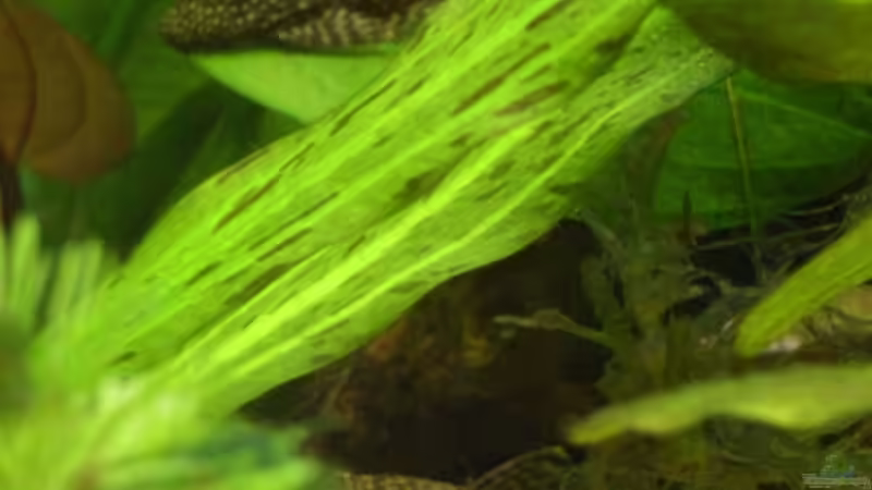 Besatz im Aquarium Becken 10367 von -Matthias- (4)