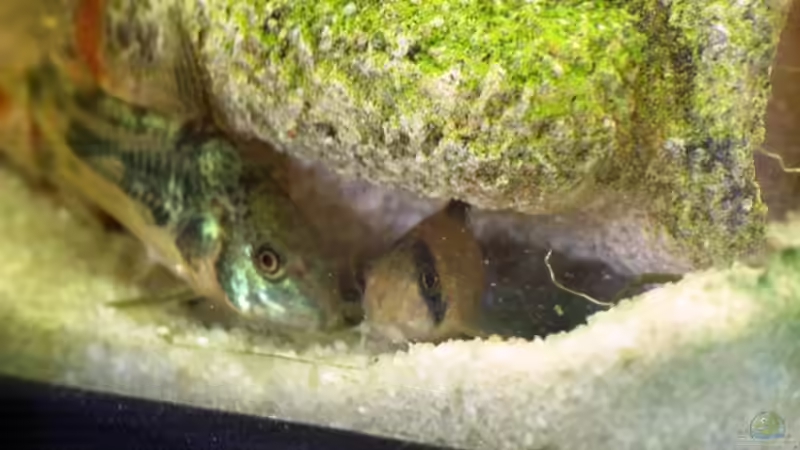 Besatz im Aquarium Becken 10367 von -Matthias- (5)