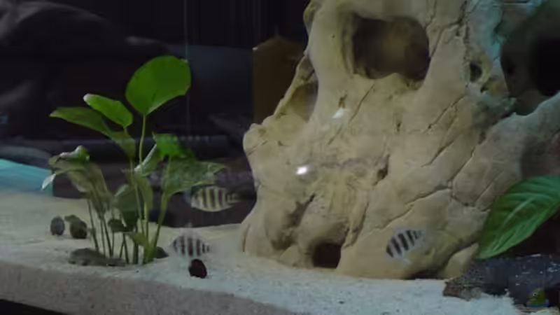 Besatz im Aquarium Becken 1037 von Sascha Rikart (7)