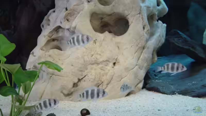 Besatz im Aquarium Becken 1037 von Sascha Rikart (8)