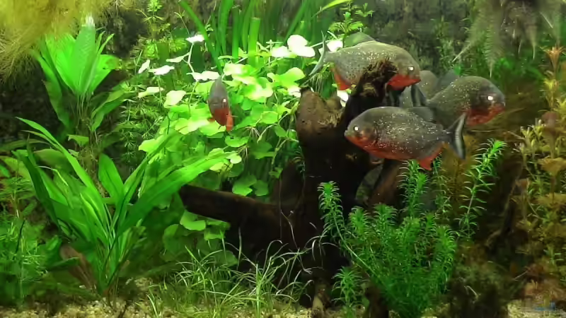 Besatz im Aquarium Becken 10375 von oxmox78 (10)