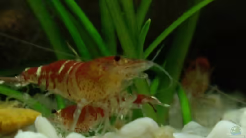 Besatz im Aquarium Becken 10380 von Franky Lunatic (10)