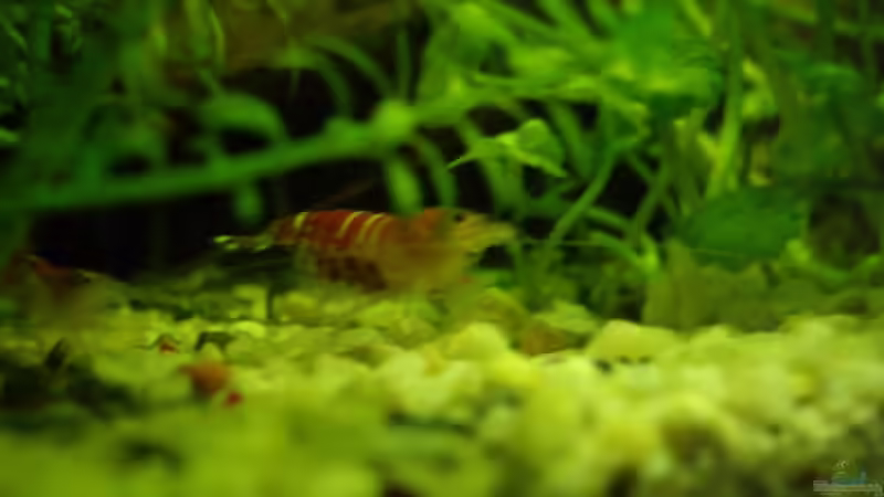 Besatz im Aquarium Becken 10380 von Franky Lunatic (11)