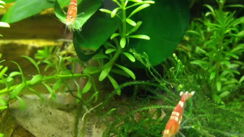 Besatz im Aquarium Becken 10380 von Franky Lunatic (12)