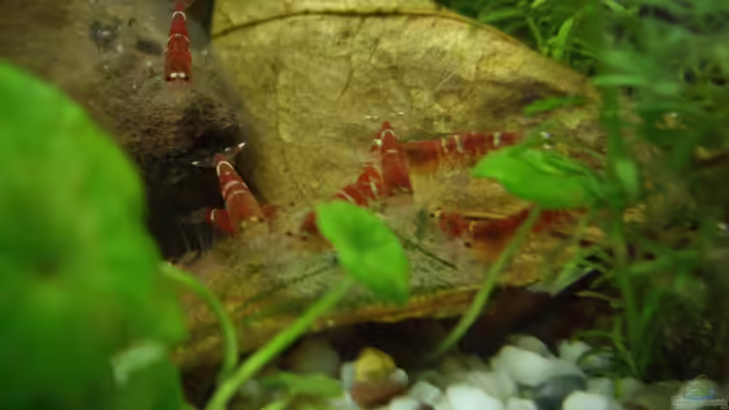 Besatz im Aquarium Becken 10380 von Franky Lunatic (13)