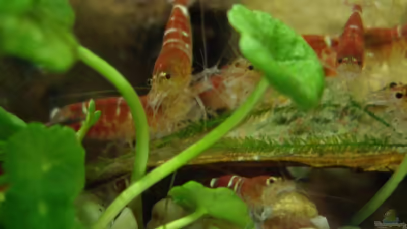 Besatz im Aquarium Becken 10380 von Franky Lunatic (14)