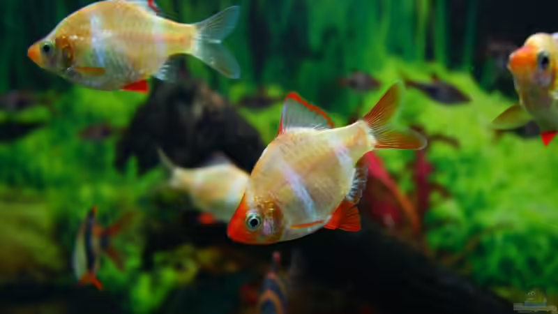 Besatz im Aquarium Becken 10384 von Stefan K (23)