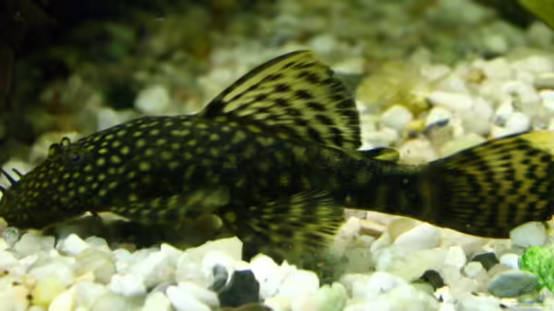 Besatz im Aquarium Becken 10384 von Stefan K (25)