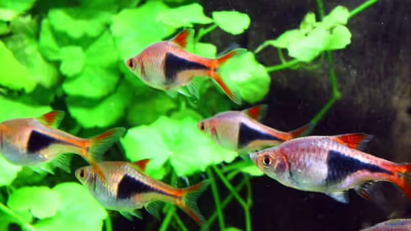 Besatz im Aquarium Becken 10384 von Stefan K (26)