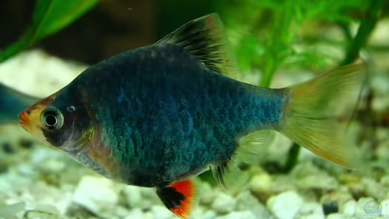 Besatz im Aquarium Becken 10384 von Stefan K (30)