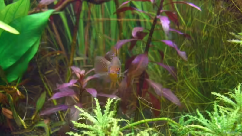 Besatz im Aquarium Becken 10394 von Georg (13)