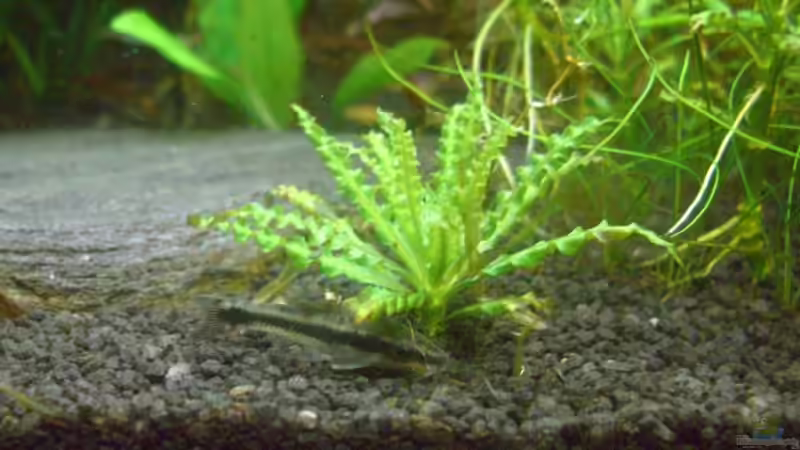 Besatz im Aquarium Becken 10394 von Georg (15)