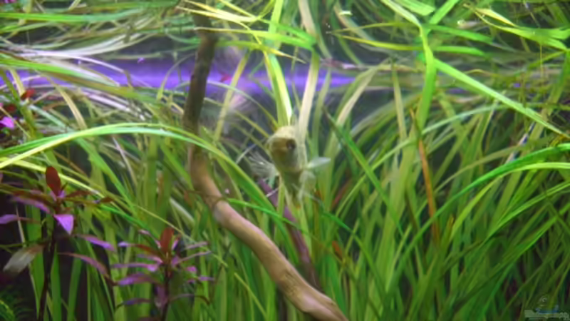 Besatz im Aquarium Becken 10394 von Georg (16)