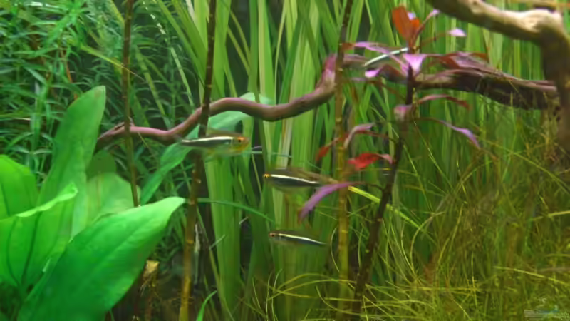 Besatz im Aquarium Becken 10394 von Georg (17)