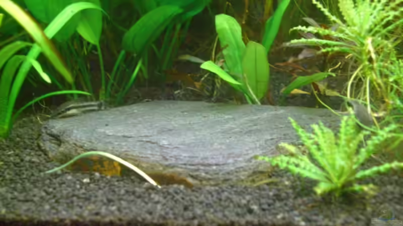 Besatz im Aquarium Becken 10394 von Georg (18)