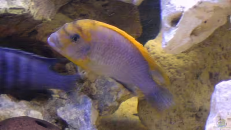 Besatz im Aquarium Becken 10401 von aurel69 (5)