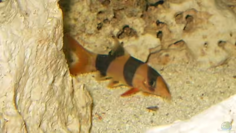 Besatz im Aquarium Becken 10401 von aurel69 (6)