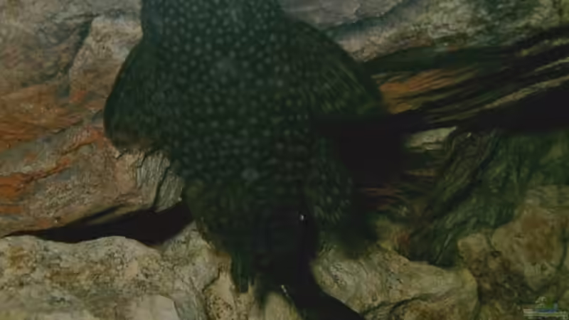 Besatz im Aquarium Becken 10401 von aurel69 (7)