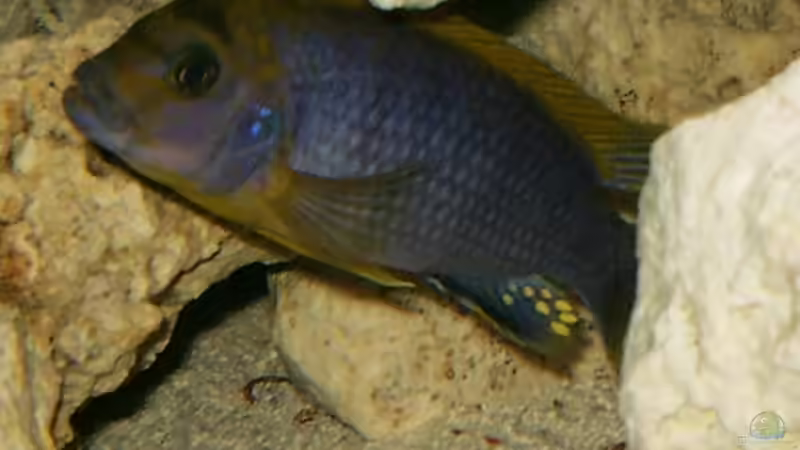 Besatz im Aquarium Becken 10401 von aurel69 (8)