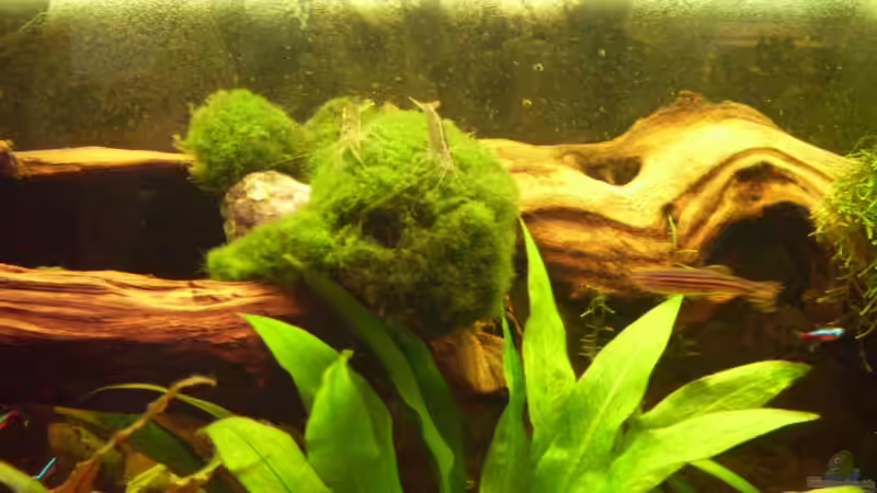 Besatz im Aquarium Becken 10407 von Teufelchen79 (10)