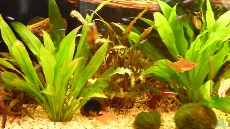 Besatz im Aquarium Becken 10407 von Teufelchen79 (11)